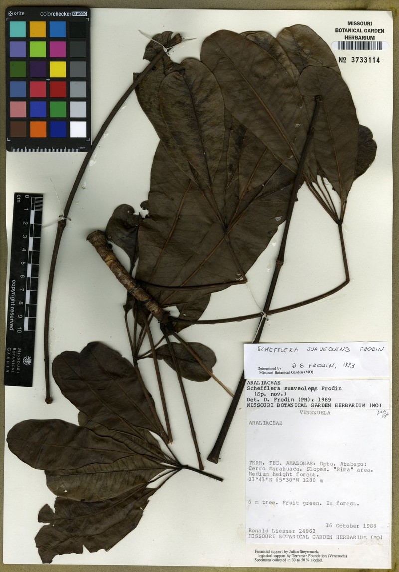 Crepinella suaveolens