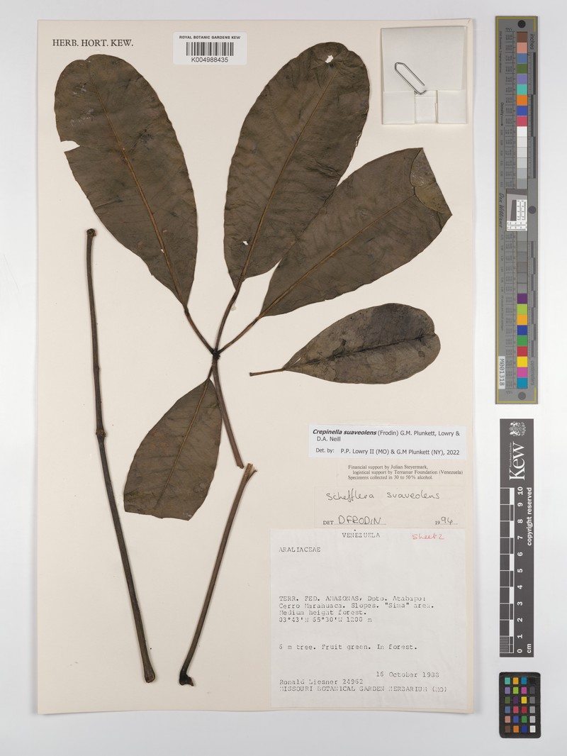 Crepinella suaveolens photo 2