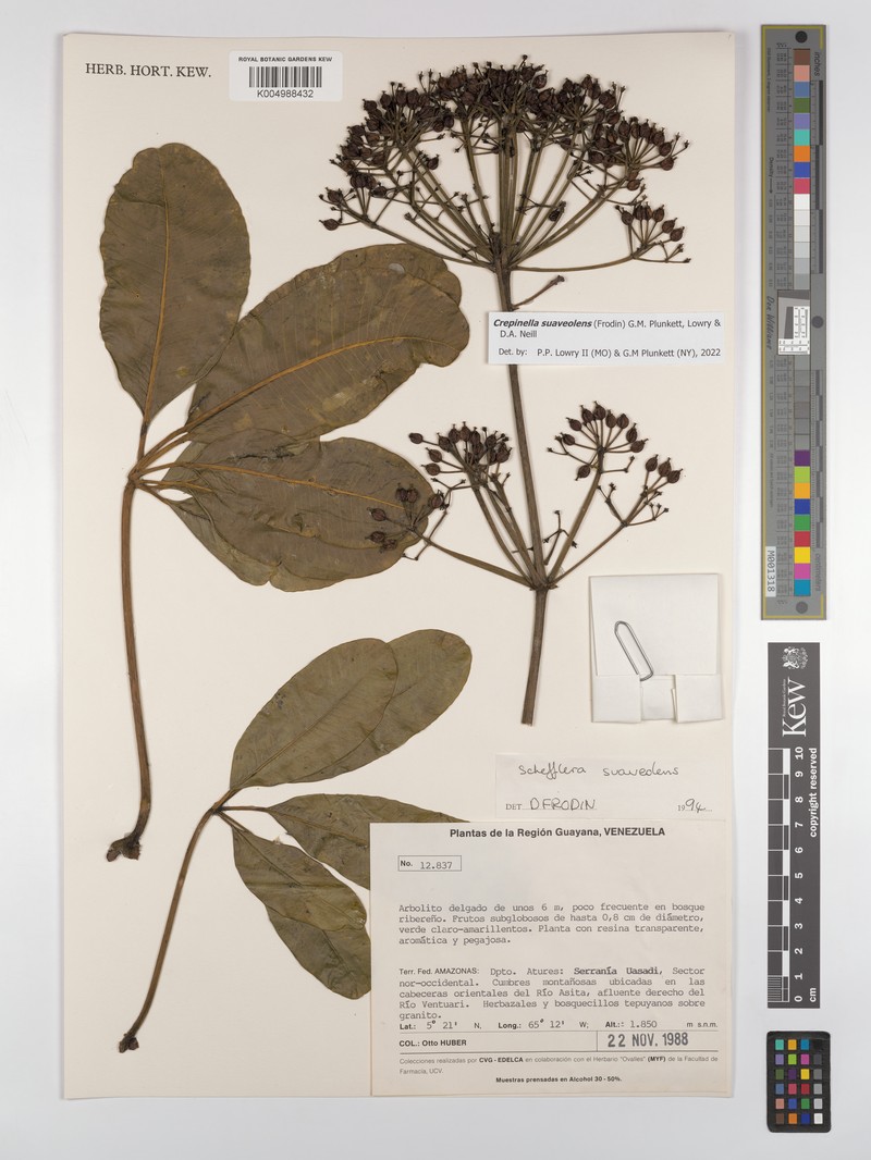 Crepinella suaveolens photo 4