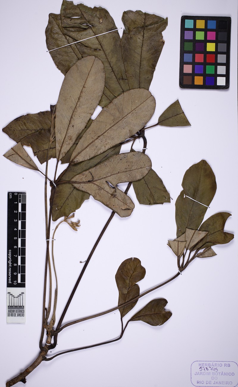 Crepinella varisiana