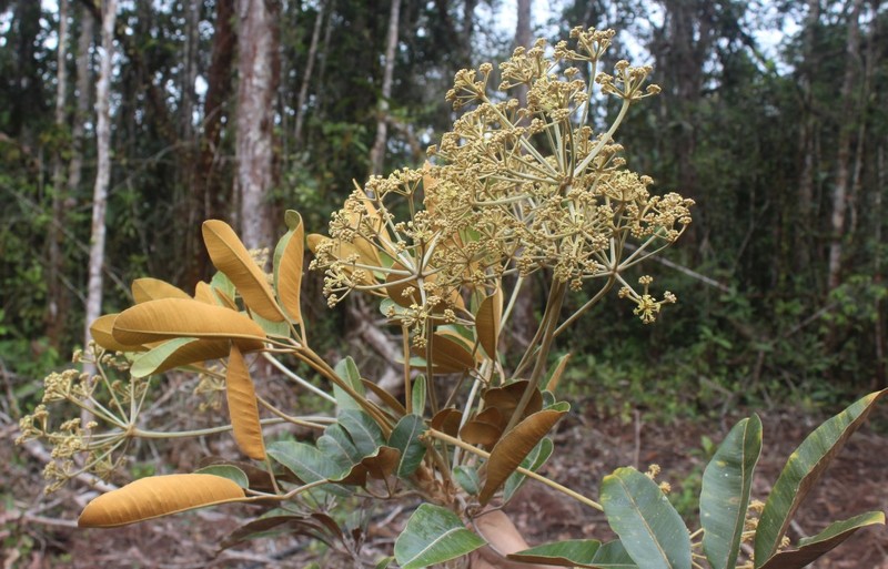 Crepinella weberbaueri
