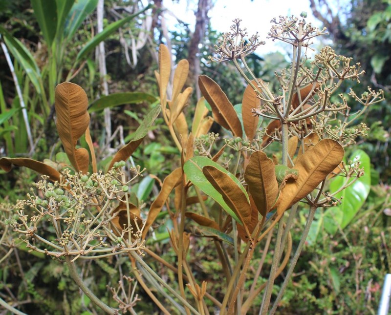 Crepinella weberbaueri photo 2
