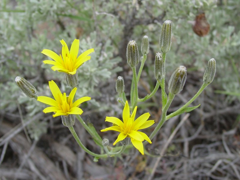 Tapertip Hawksbeard