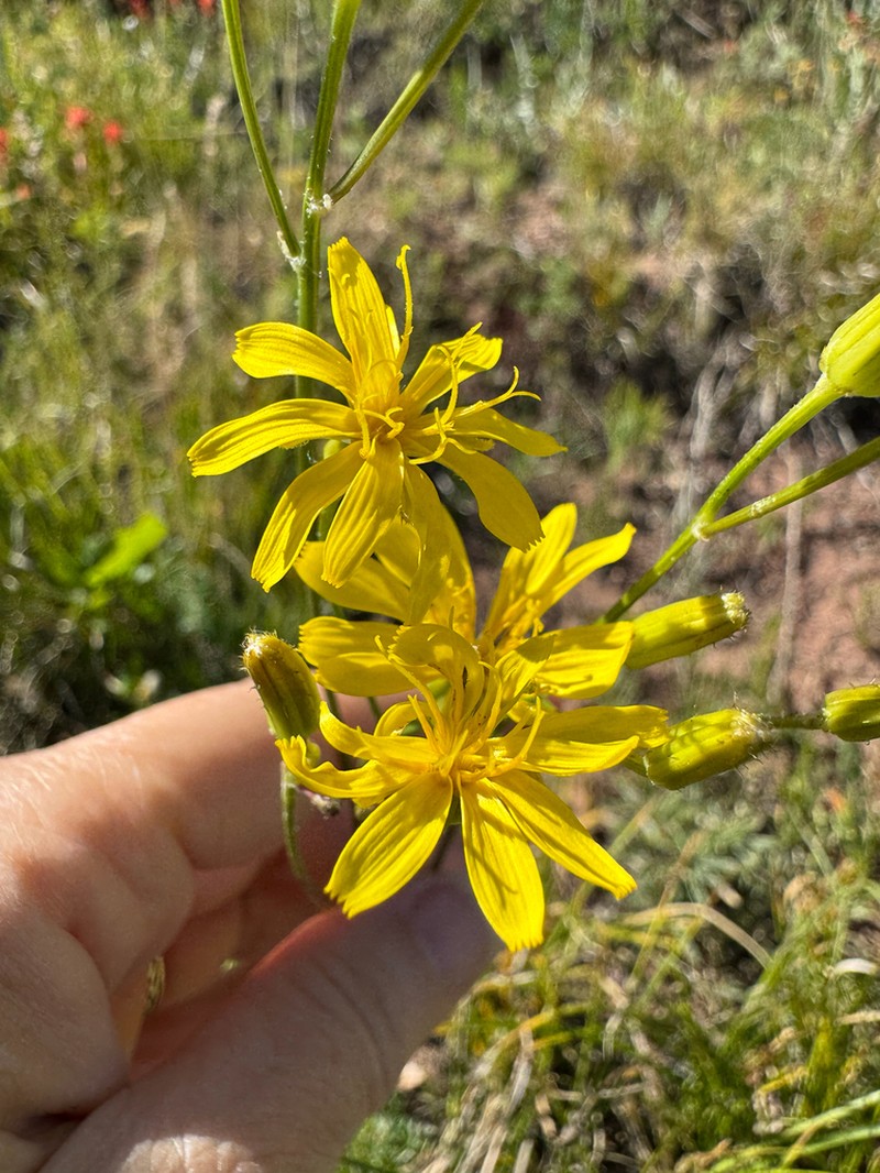 Tapertip Hawksbeard