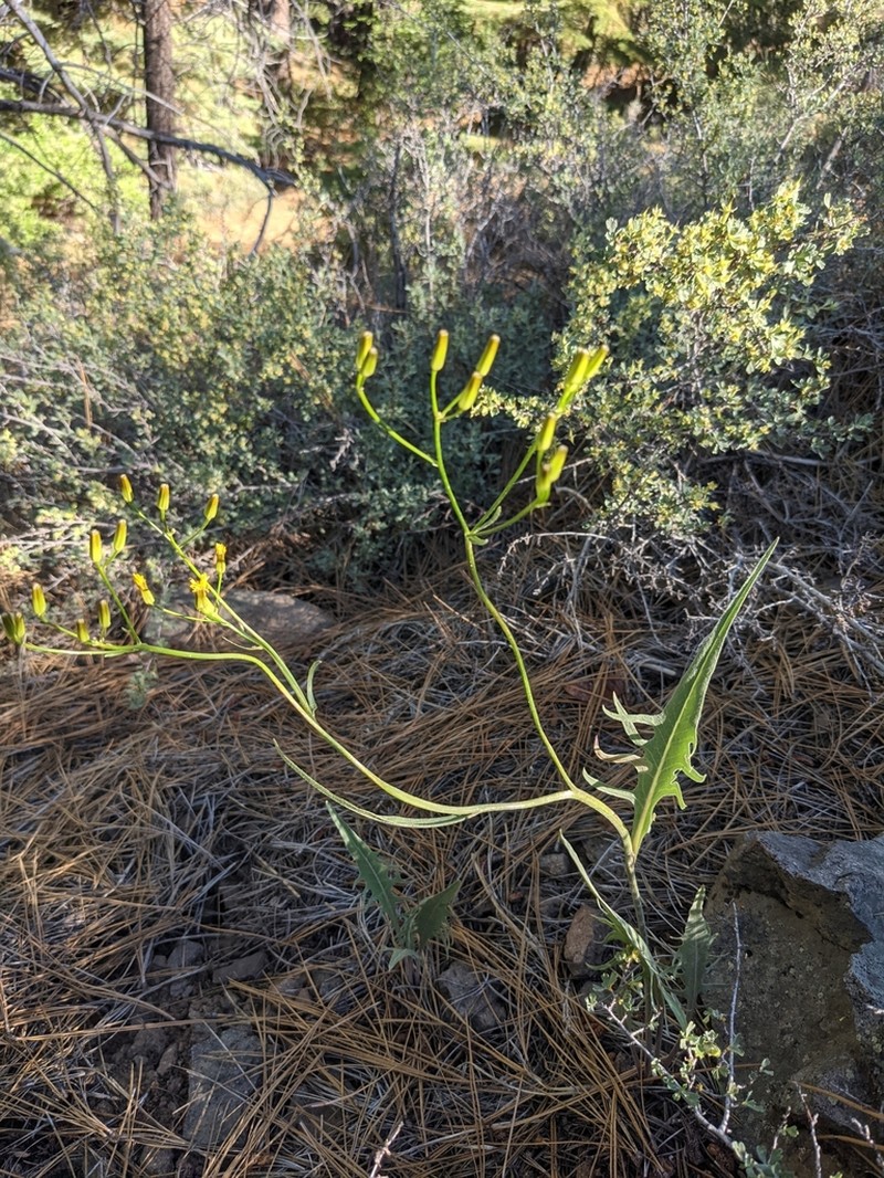 Tapertip Hawksbeard photo 2