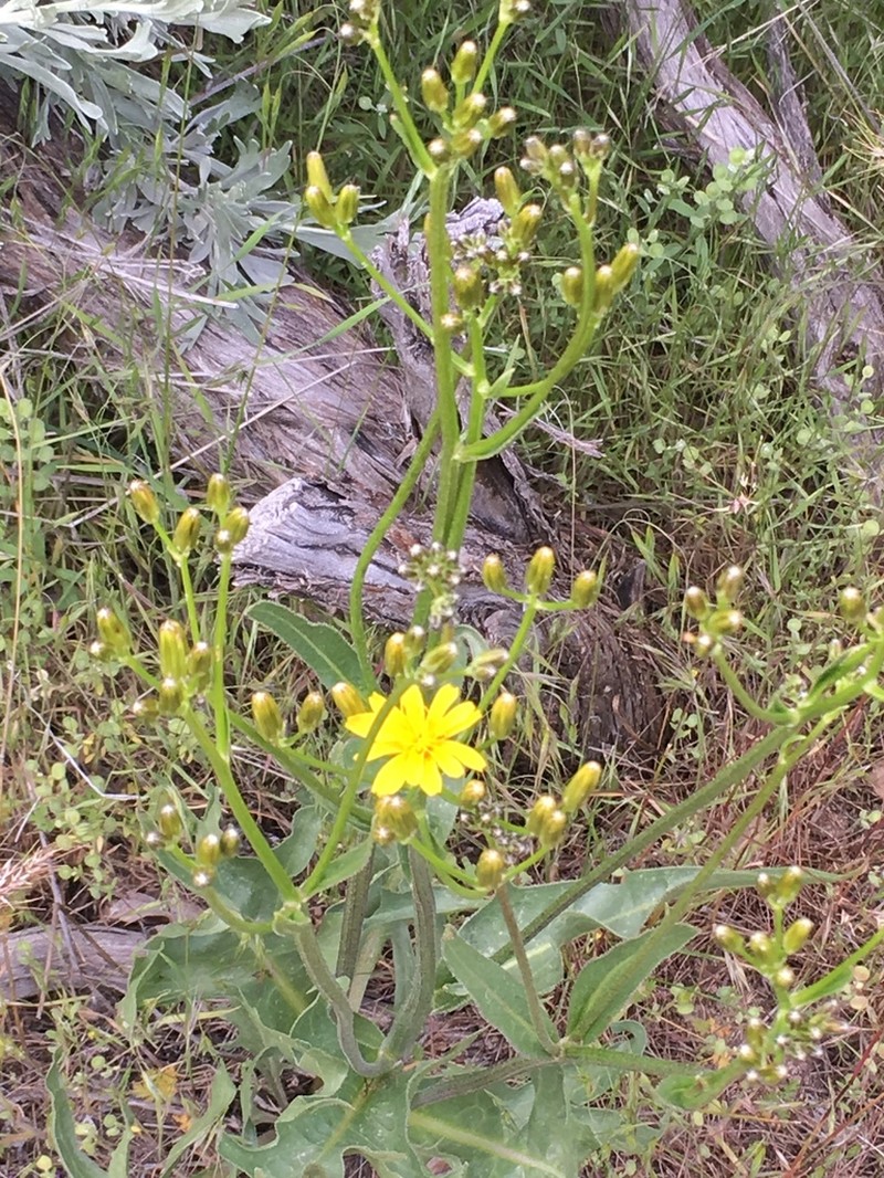 Tapertip Hawksbeard photo 3
