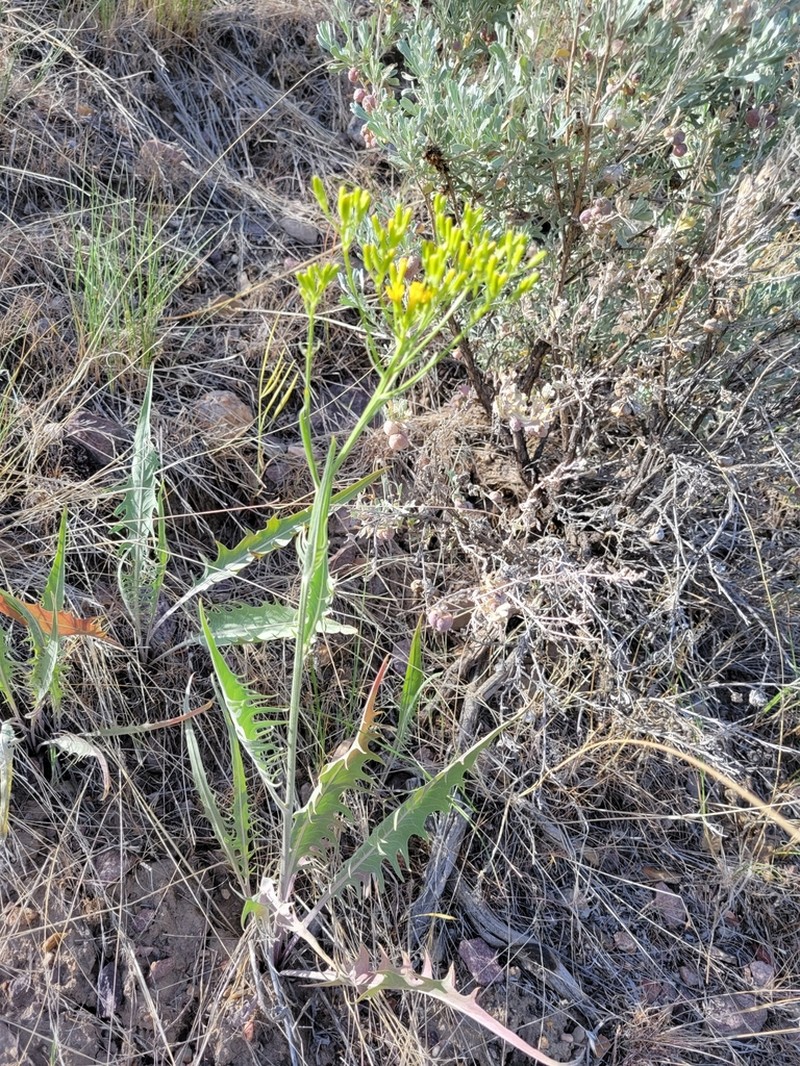 Tapertip Hawksbeard photo 4