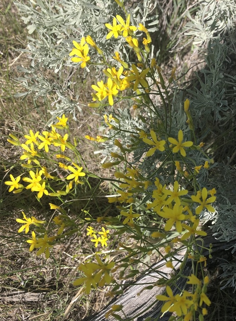 Tapertip Hawksbeard photo 5