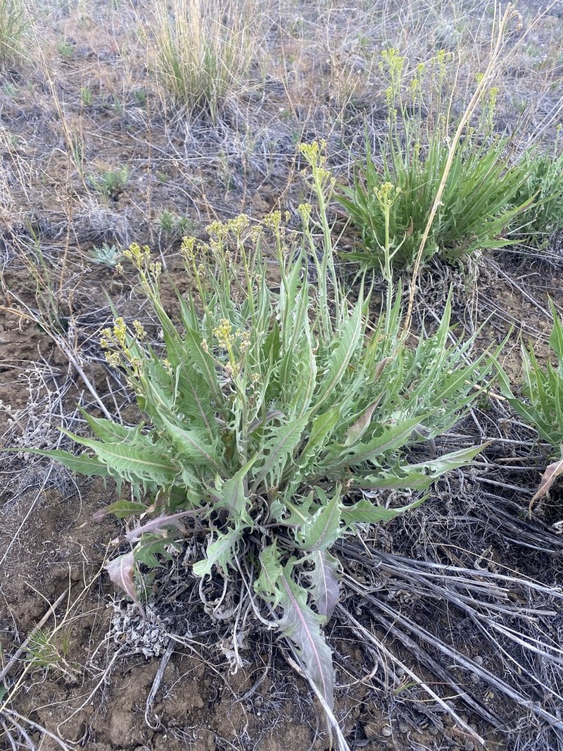 Tapertip Hawksbeard photo 6