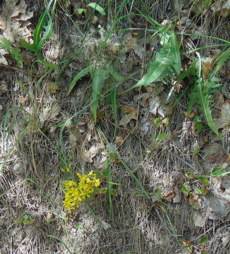 Tapertip Hawksbeard photo 7