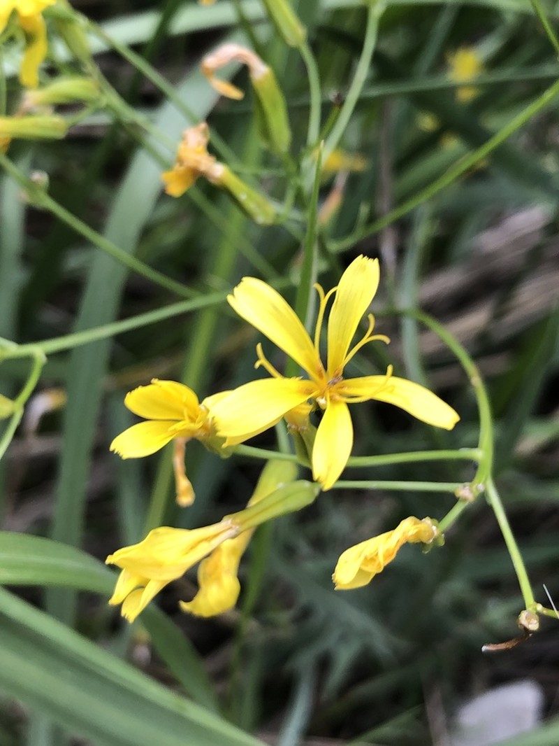 Tapertip Hawksbeard photo 8