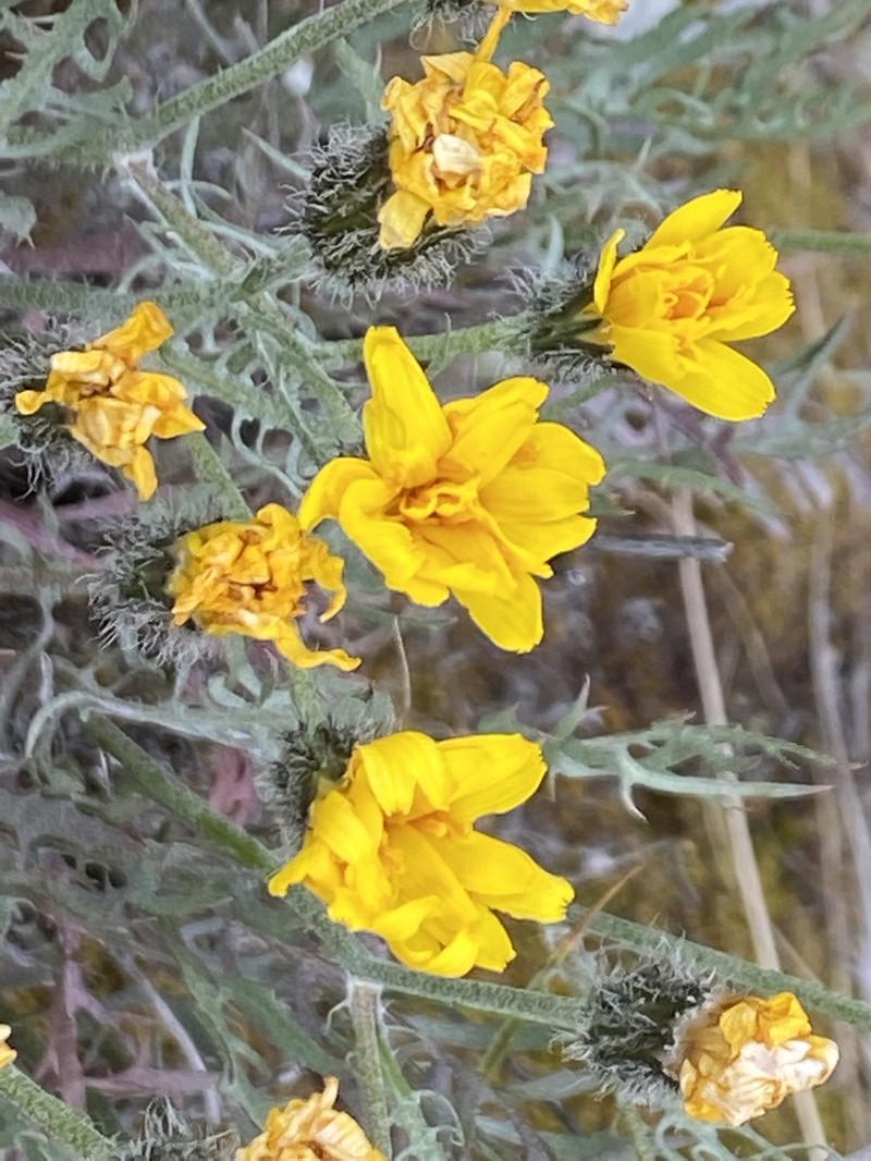 Slender Hawksbeard