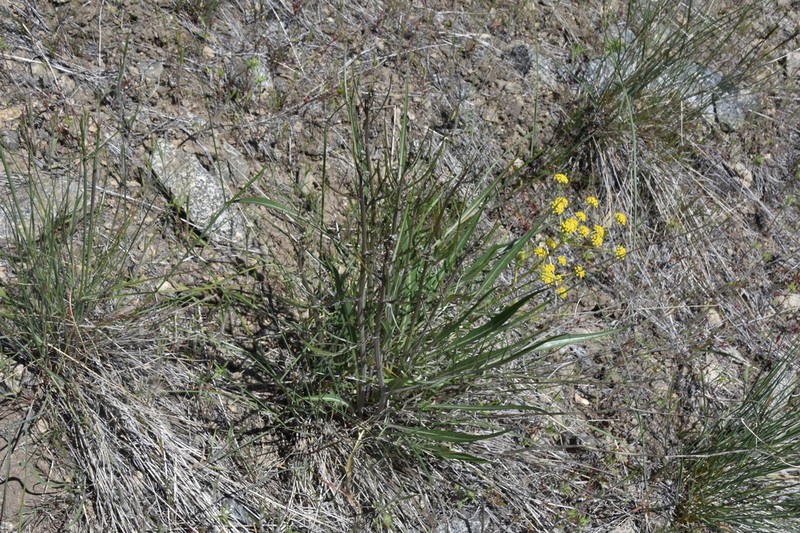 Slender Hawksbeard photo 2