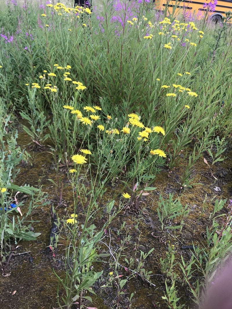 Slender Hawksbeard photo 3