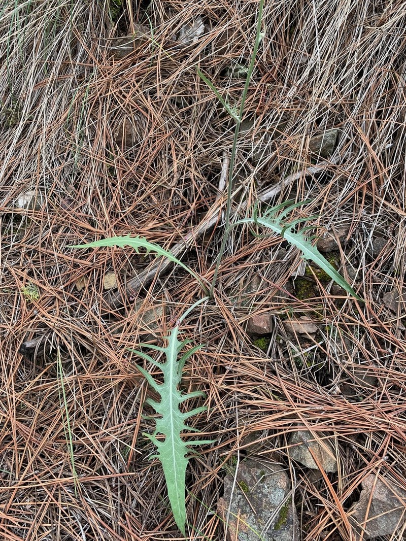 Slender Hawksbeard photo 4