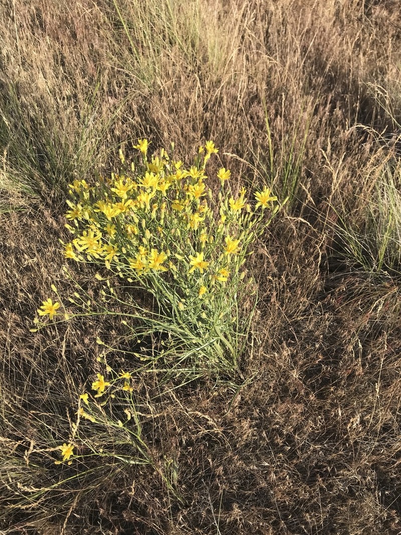 Slender Hawksbeard photo 5