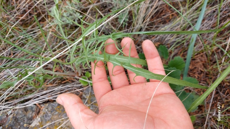 Slender Hawksbeard photo 6
