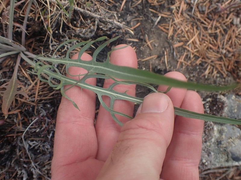 Slender Hawksbeard photo 7