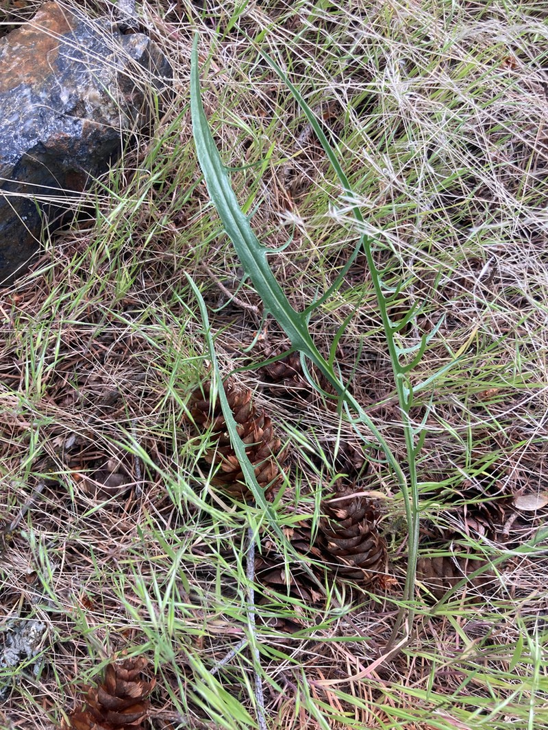 Slender Hawksbeard photo 8