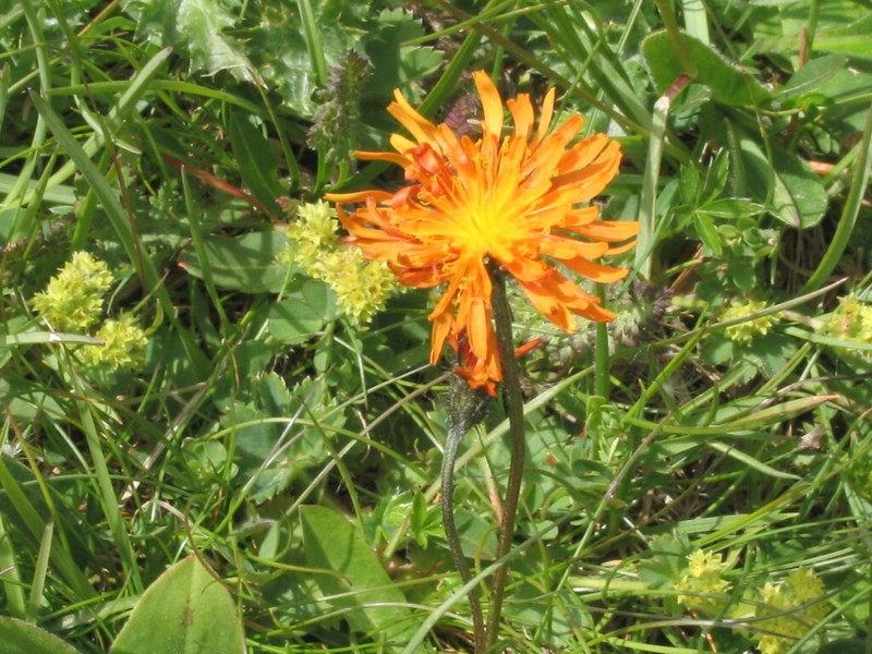 Crepis aurea