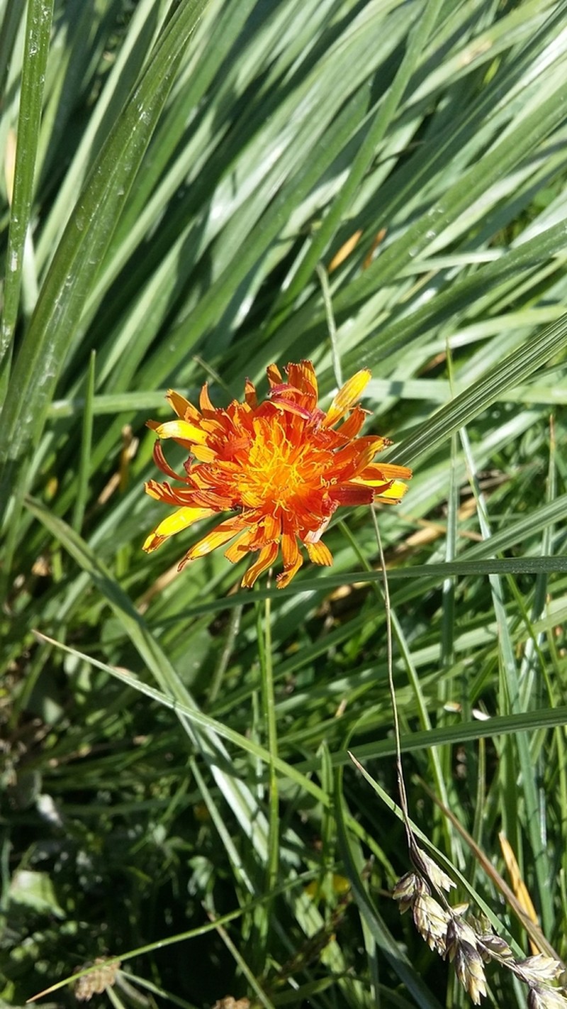 Crepis aurea photo 2