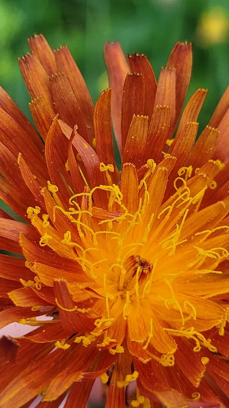 Crepis aurea photo 3