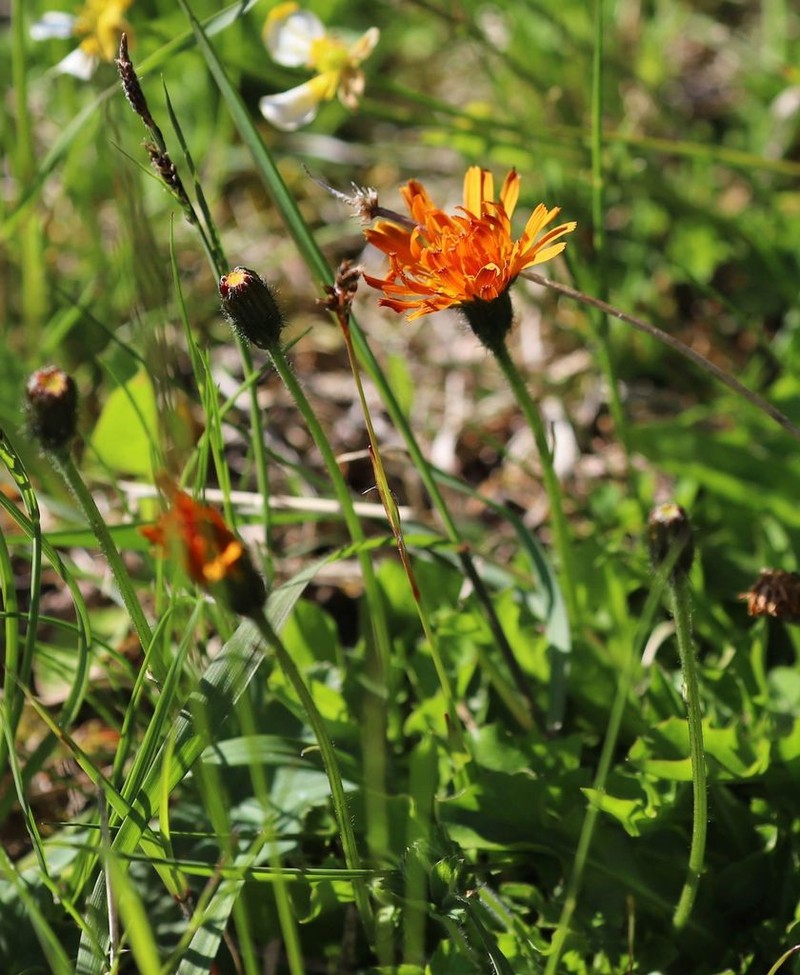 Crepis aurea photo 4