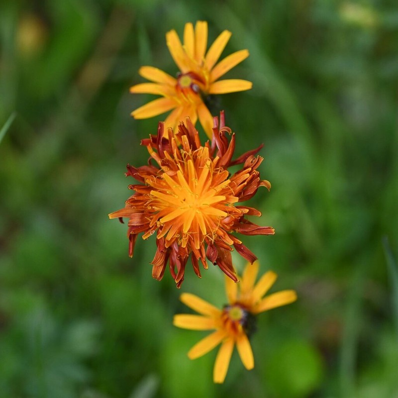 Crepis aurea photo 5