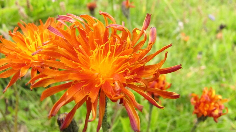 Crepis aurea photo 6