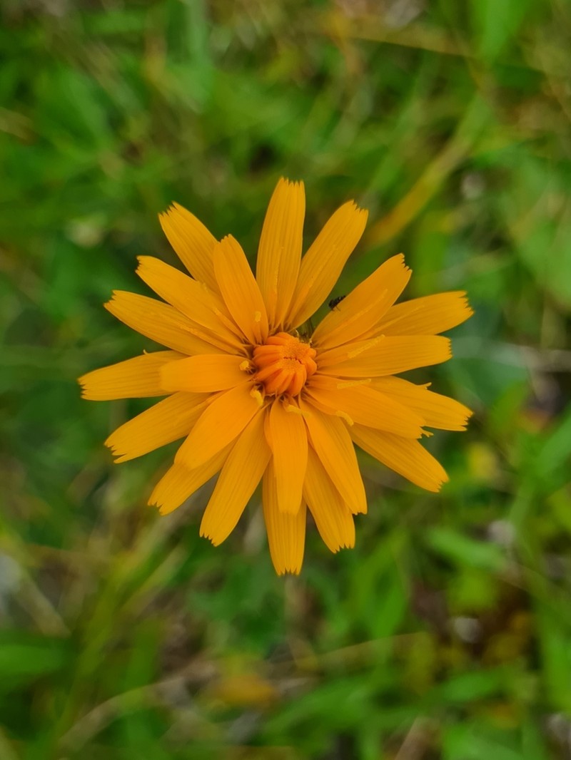 Crepis aurea photo 7