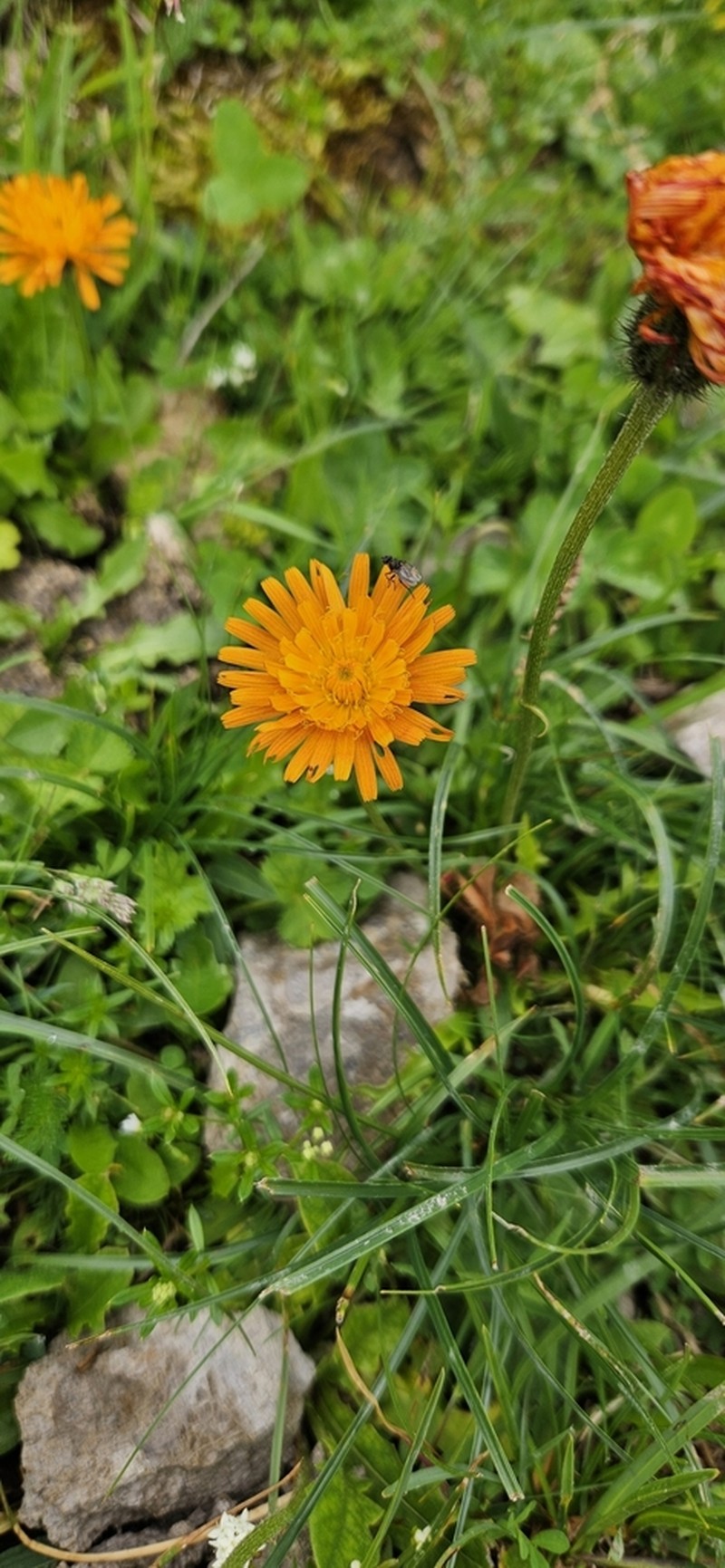 Crepis aurea photo 8