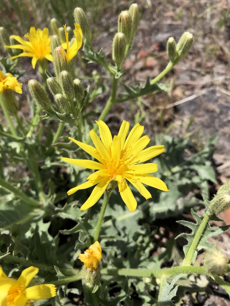 Baker's Hawksbeard