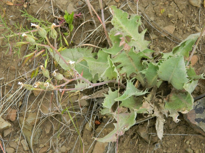 Baker's Hawksbeard photo 2