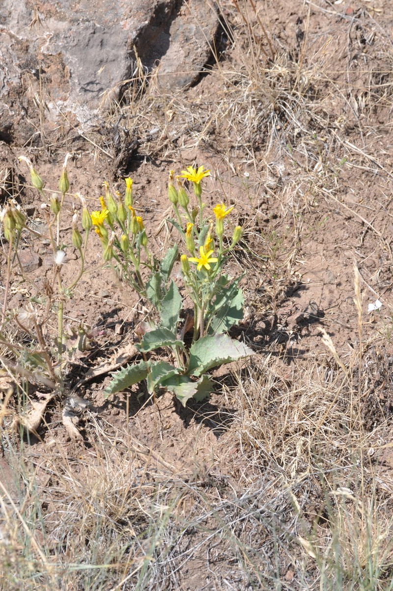 Baker's Hawksbeard photo 4