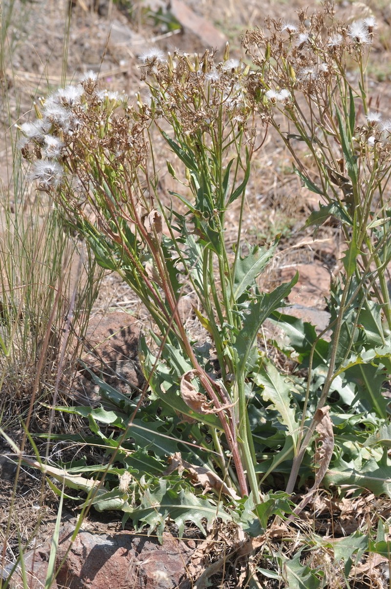 Baker's Hawksbeard photo 5