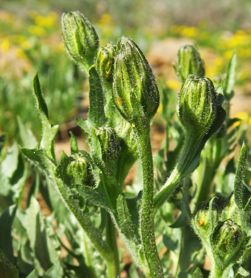 Baker's Hawksbeard photo 6