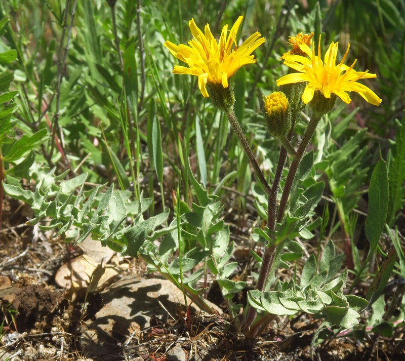 Baker's Hawksbeard photo 7