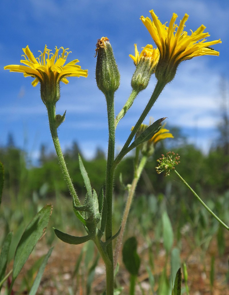 Baker's Hawksbeard photo 8