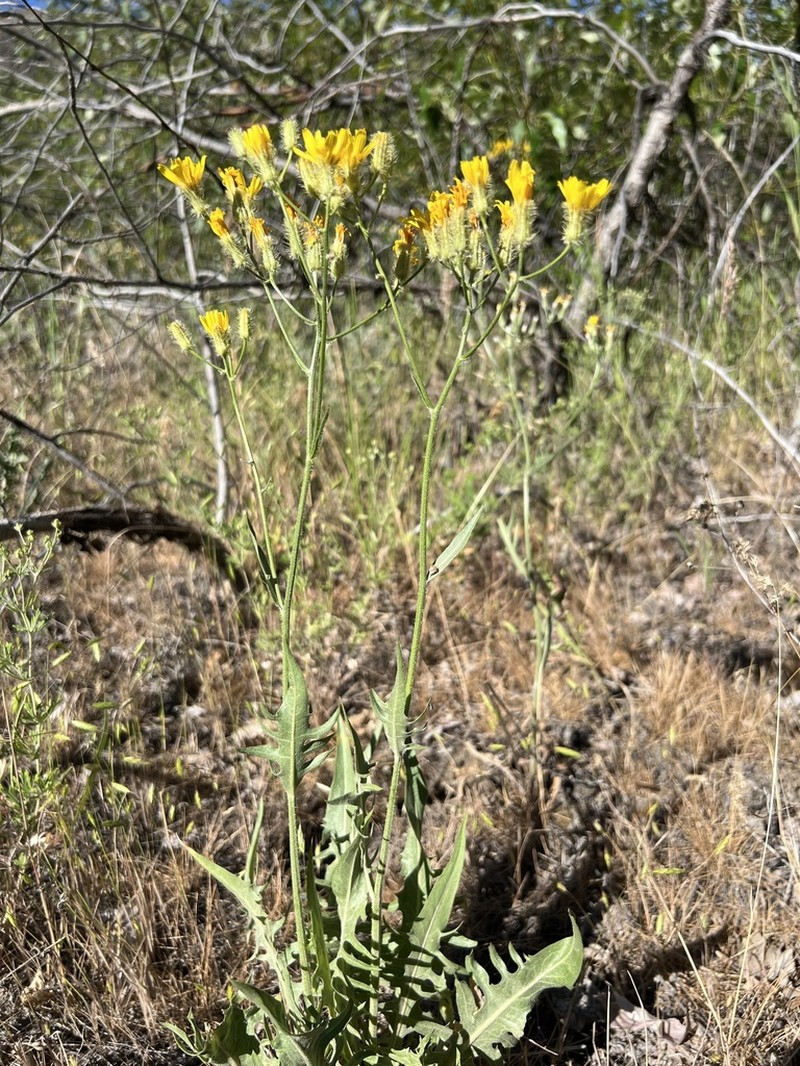 Crepis barbigera