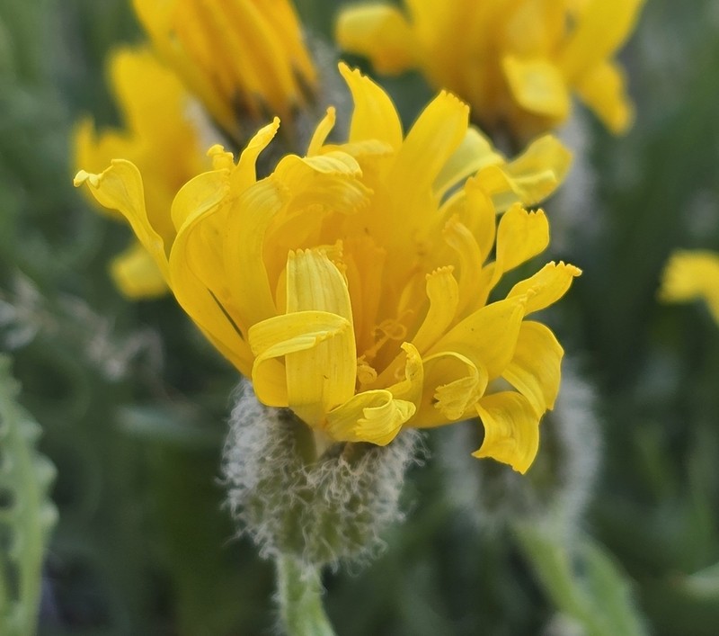 Crepis barbigera photo 2
