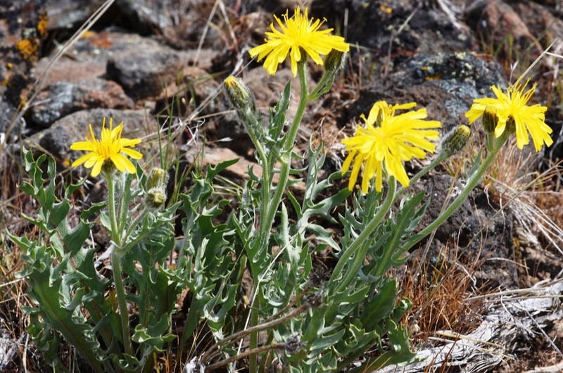 Crepis barbigera photo 3