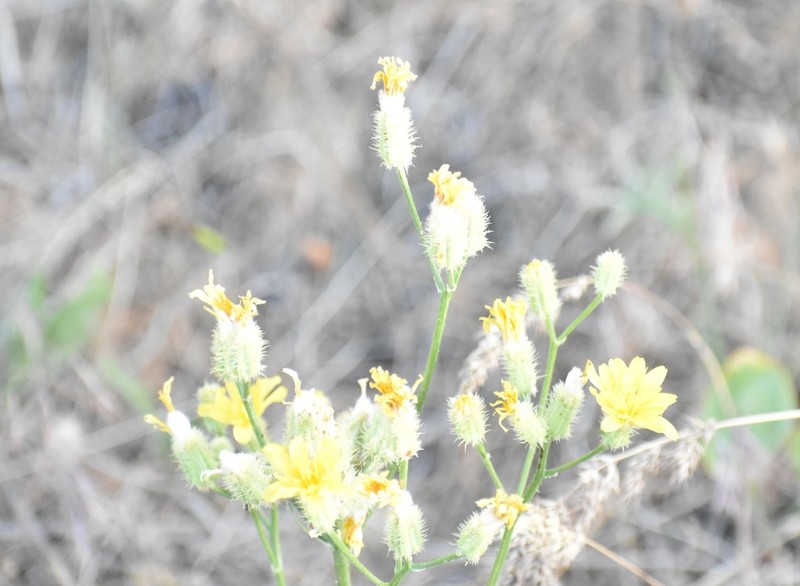 Crepis barbigera photo 4