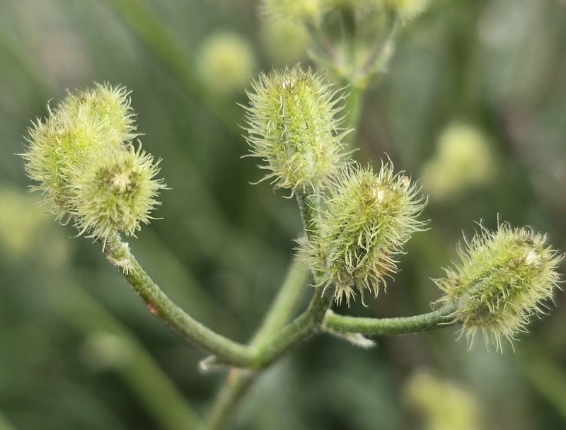Crepis barbigera photo 5