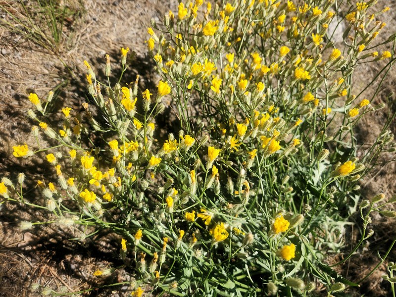 Crepis barbigera photo 6