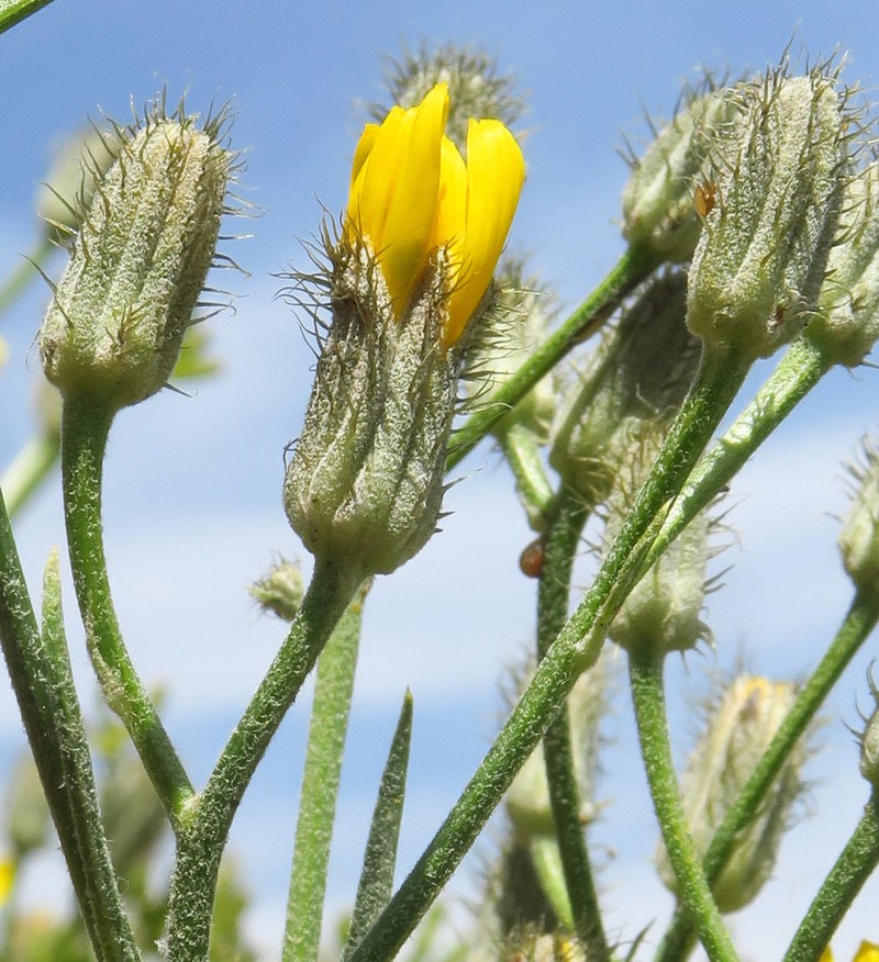 Crepis barbigera photo 7