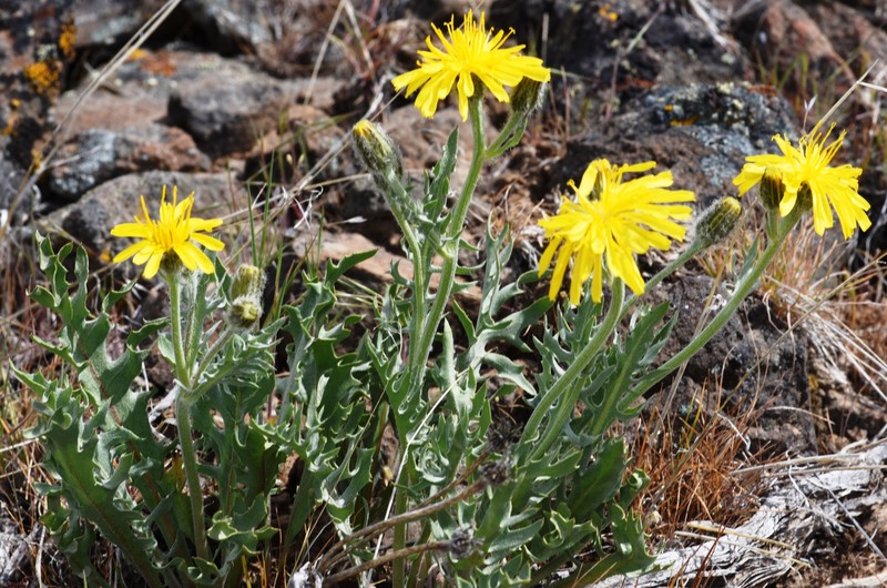 Crepis barbigera photo 8