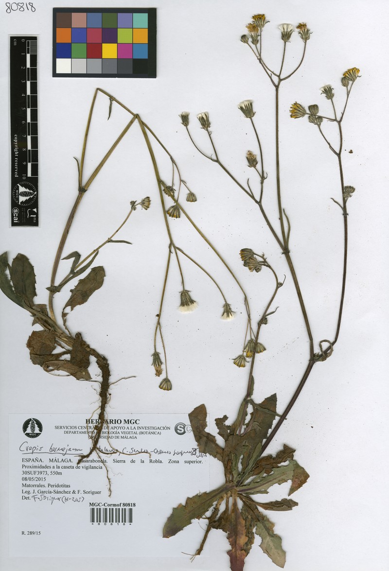 Crepis bermejana