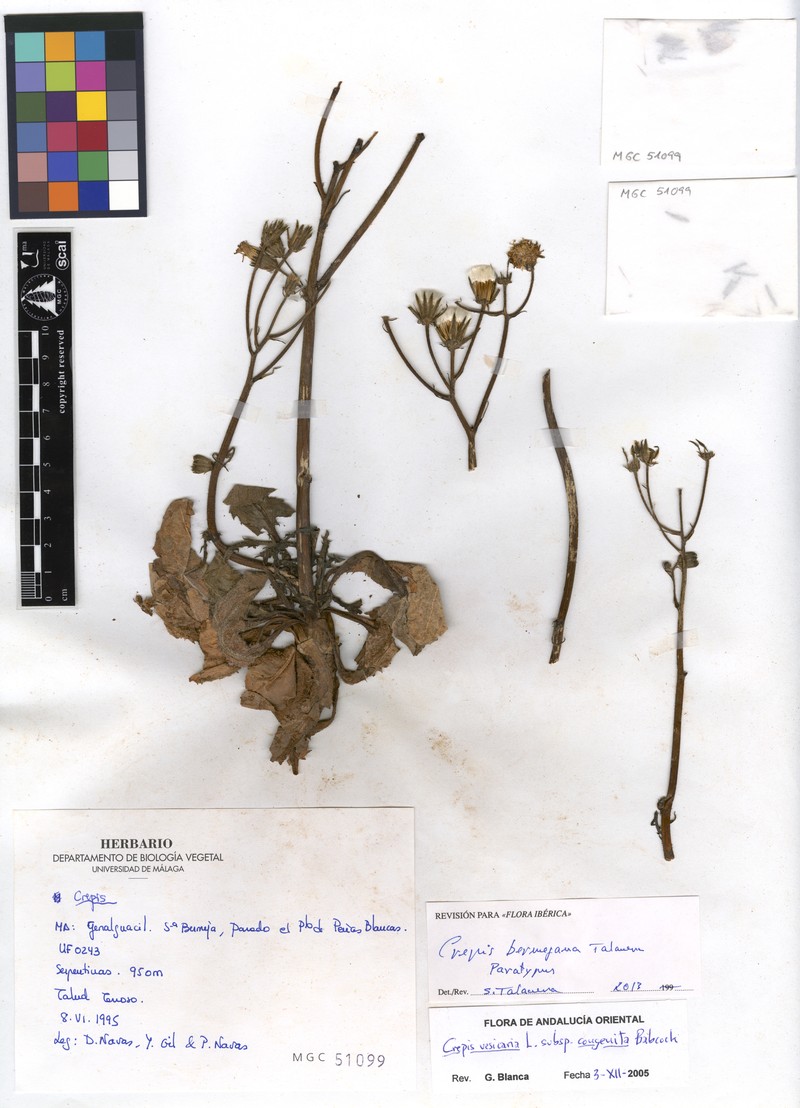 Crepis bermejana photo 3