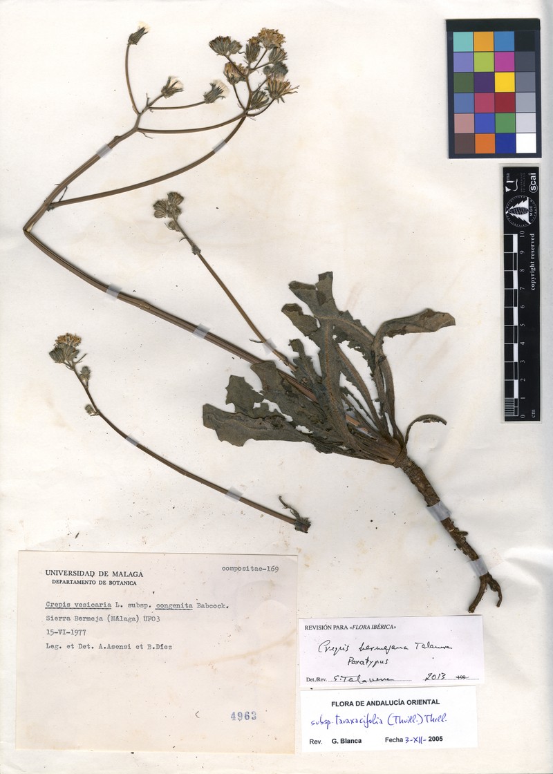Crepis bermejana photo 4