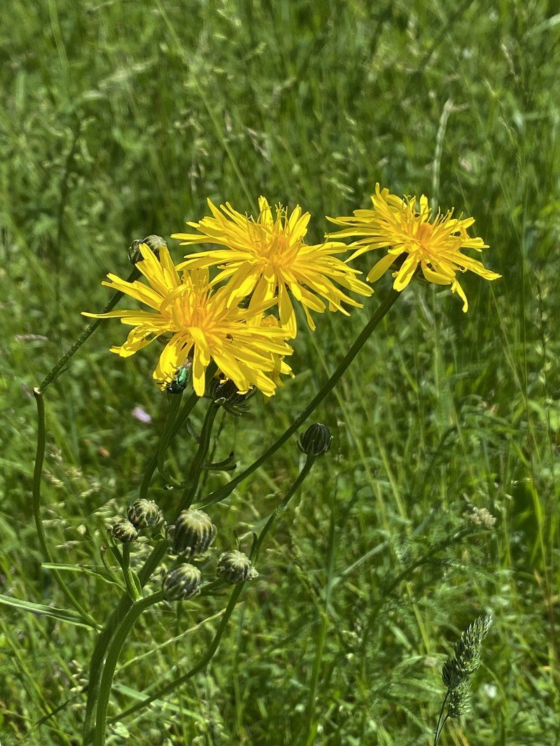 Rough Hawksbeard photo 2